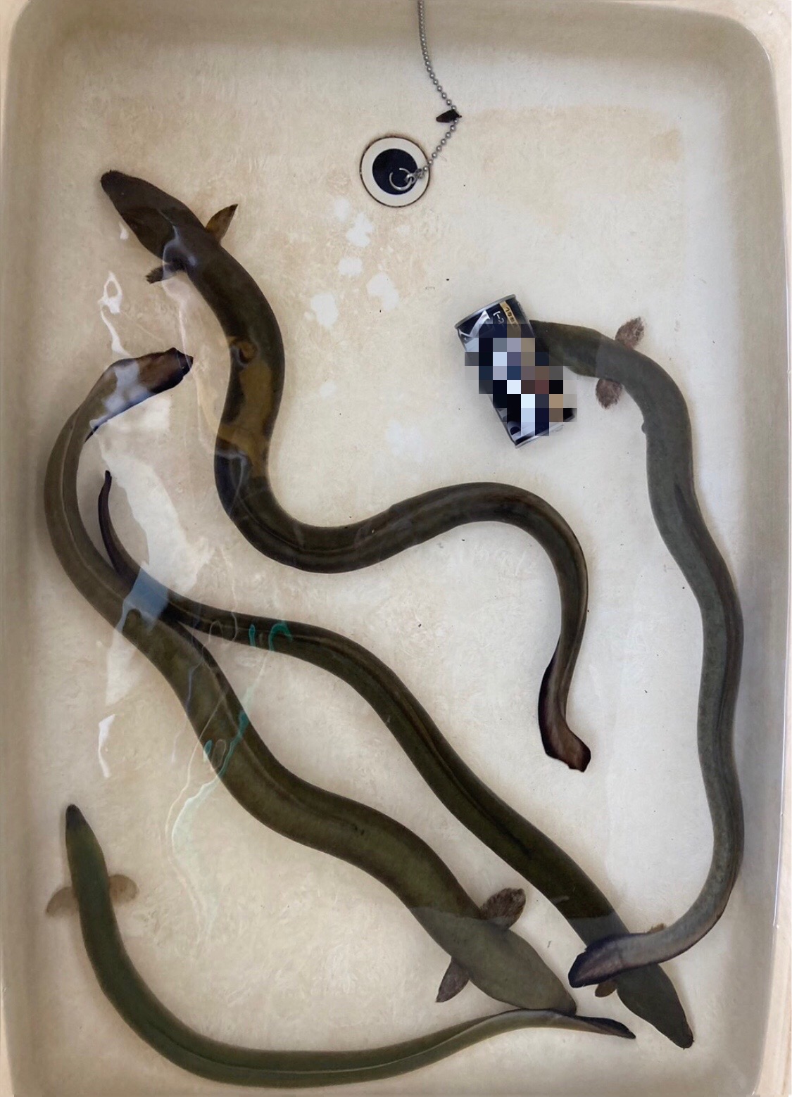 天然うなぎとモクズガニ